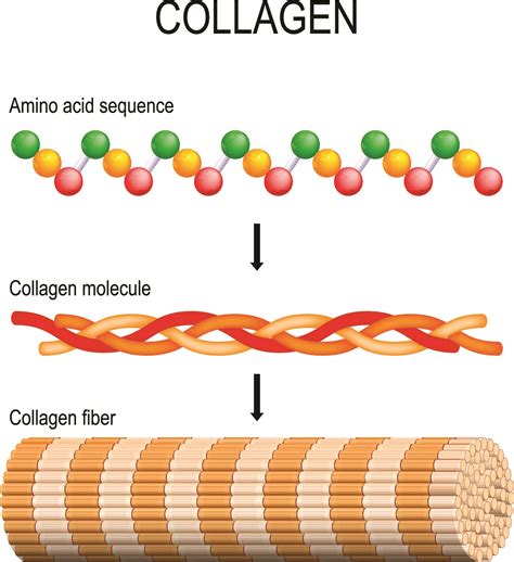 kalagen|kollagen bedeutung.